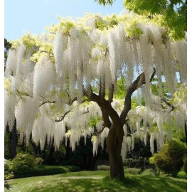 MySeeds.Co Wisteria sinensis alba (White Wisteria) Vine Seeds, Elegant White Blooms - Trial Packet Size (~ 5 Seeds)