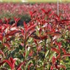 Photinia Red Tip | 2 Extra Large 3 Gallon Plants