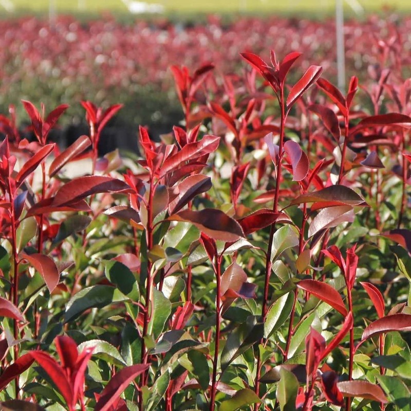 Photinia Red Tip | 2 Extra Large 3 Gallon Plants