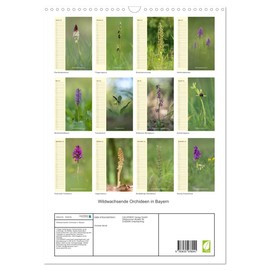 Wildwachsende Orchideen in Bayern (Wandkalender 2025 DIN A3 hoch), CALVENDO Monatskalender [Calendar] Christian Birzer