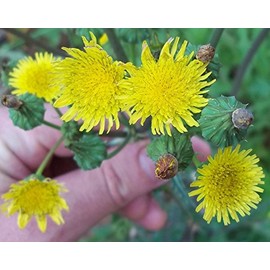 Spiny Sow Thistle/Sonchus Asper - 50 Seeds (Organically Grown)