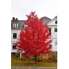 Tree Sun Valley Red Maple Tree - 12-24" Tall -