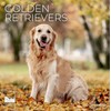 2026 Golden Retriever Wall Calendar 12 Month | 12" x