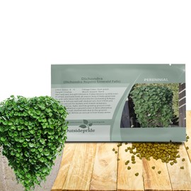 Outsidepride Perennial Dichondra Emerald Falls Seed - 30 Pcs Drought & Heat Tolerant, Low-Growing, Ground Cover Seeds for Planting Lush Green Ground Cover for Gardens, Pathways & Container Planting