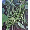 Bean Seed, Commodore Bush, Heirloom, 100+ Seeds, Non GMO, Green