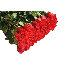 Blooms2Door PRIME NEXT DAY DELIVERY - WEDDING COLLECTION - 50 Hot Pink Rose s (Long Stem - 50cm) - Wholesale Fresh Flowers I Gift for Birthday, Anniversary, Thank You, Mother’s Day Fresh Flowers.