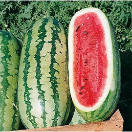 Georgia Rattlesnake Watermelon Seeds - Large Heirloom Watermelon