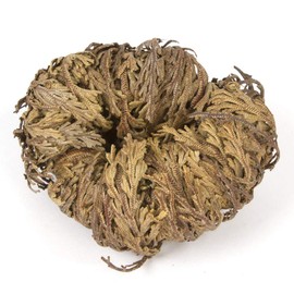 Incense Garden Rose of Jericho Flower The Resurrection Plant (1 Rose)