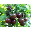 30+ Black Cherry Tomato Seeds, Heirloom Non-GMO, Low Acid, Indeterminate,