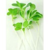 White Stem Pak Choi Cabbage Seeds: 5 Lb - Bulk,