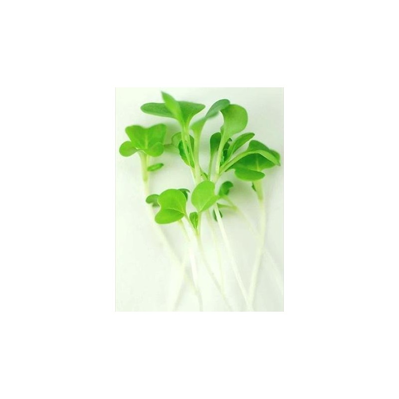 White Stem Pak Choi Cabbage Seeds: 5 Lb - Bulk,