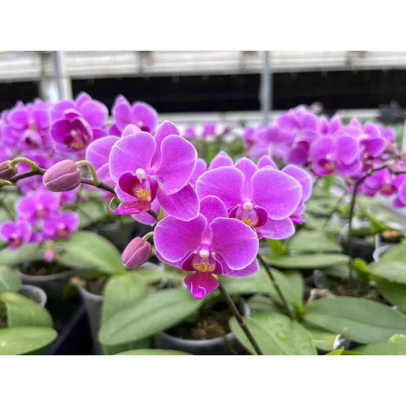 Peter's Professional Peters 20 20 20 General Purpose Fertilizer 2lbs