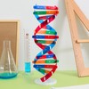 Toyvian DNA Models Double Helix Model Science Educational Teaching Instrument