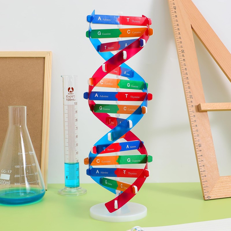 Toyvian DNA Models Double Helix Model Science Educational Teaching Instrument