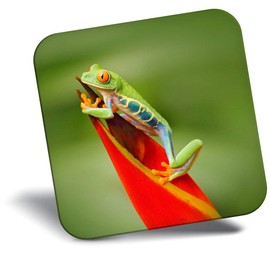 Destination Vinyl ltd Fridge Magnet - Red Eyed Tree Frog Jungle 2771