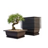 Bonsai Training Pots Humidity Trays - Built in Mesh, 6-Inch