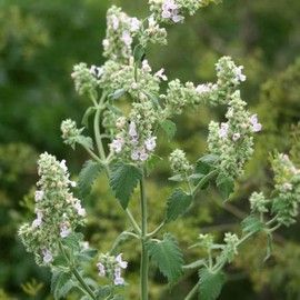 Outsidepride 5000 Seeds Perennial Nepeta Cataria Common Catmint Herb Garden Seeds for Planting