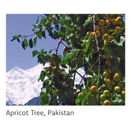 FAIR SQUARED Lip Balm Apricot 12 g Vegan Fair Trade Natural Cosmetics without Mineral Oil and Microplastics