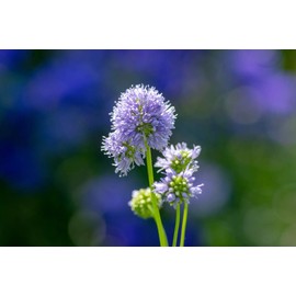 Globe Gilia Flower Seeds for Planting, 1000+ Seeds Per Packet, (Isla's Garden Seeds), Non GMO Seeds, Scientific Name: Gilia capitata, Great Home Flower Garden Gift