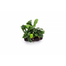 SubstrateSource Live Aquarium Plants on Driftwood, Lava Rock, Moss Mat - Freshwater Fish Tank Plants (Bucephalandra Green Wavy, Driftwood (Small))