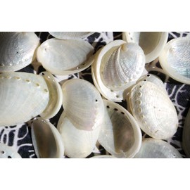 25pc, Abalone Haloitis Shells, Pearly White, 1.5-2.5 inches, Craft Seashells, Beach Art Supply, Jewelry Supply, SS-503