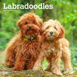 Labradoodles | 2024 12 x 24 Inch Monthly Square Wall Calendar | BrownTrout | Animals Mixed Dog Breeds