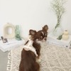 Monchéri (PU Leather Tape Harness + Lead Set) Dog Harness,