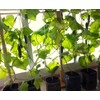 Indoor Cucumber F1 Self-Pollinating 10 Seeds