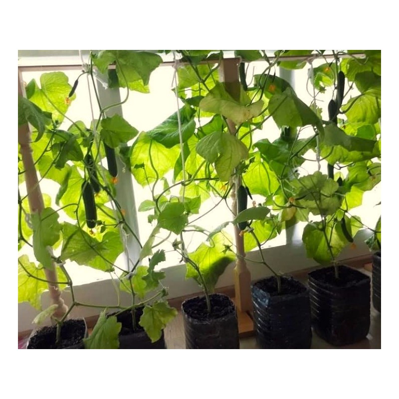 Indoor Cucumber F1 Self-Pollinating 10 Seeds