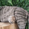 Vivid Arts - Laying Cat Tabby - XRL-DC67-D
