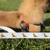 'Sun Conure Bird' Dog Lead/Leash (DL00007762)