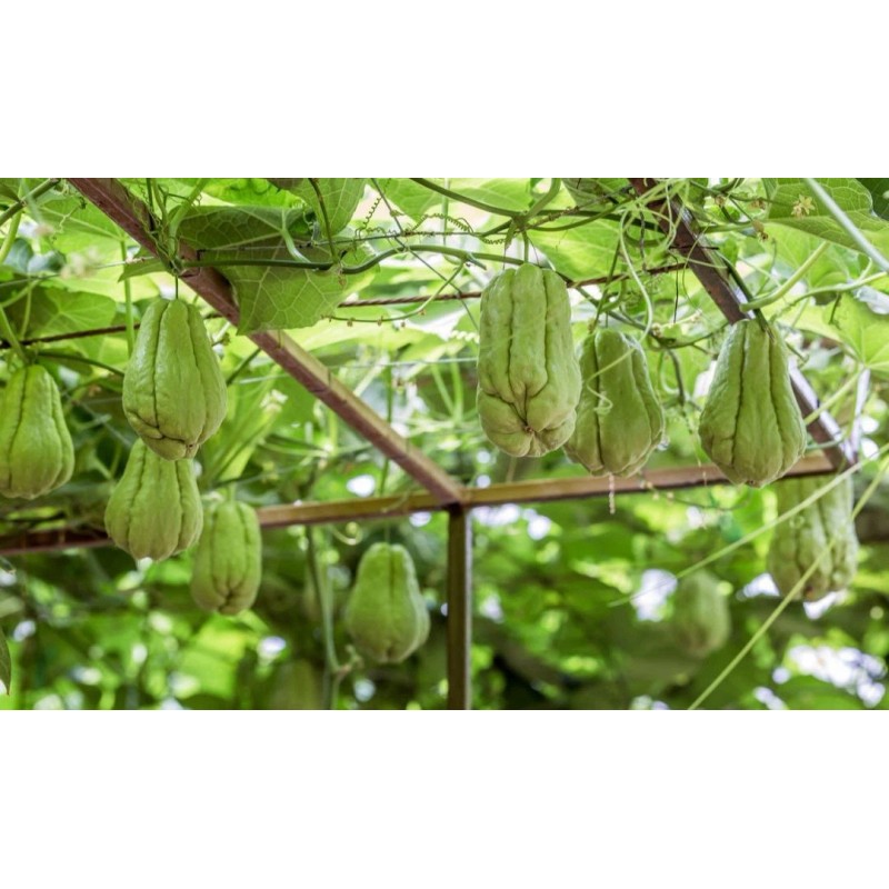 Chayote Plant 8” With Pot Live Plant Ready To Plant