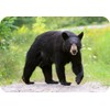 Black Bear Wildlife Rectangle Aluminium Fridge Magnet Fantastic Souvenir