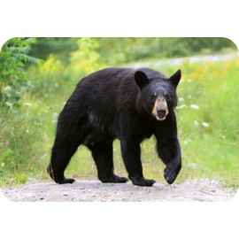 Black Bear Wildlife Rectangle Aluminium Fridge Magnet Fantastic Souvenir