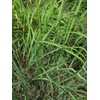East Indian Lemongrass (Cymbopogon flexuosus) - approx 250 seeds