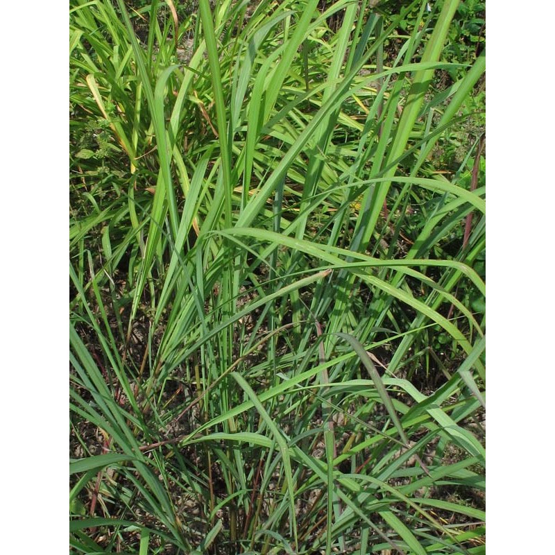 East Indian Lemongrass (Cymbopogon flexuosus) - approx 250 seeds