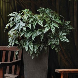 Outsidepride 10 Seeds Perennial Gryphon Begonia Flower Seeds for Indoor House Plant or Outdoor