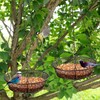 2 Pack Hanging Bird Feeder, Bird Feeder for Garden Yard