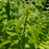 D'HERBES EN EPICES | Organic Verbena Broken 100 g |