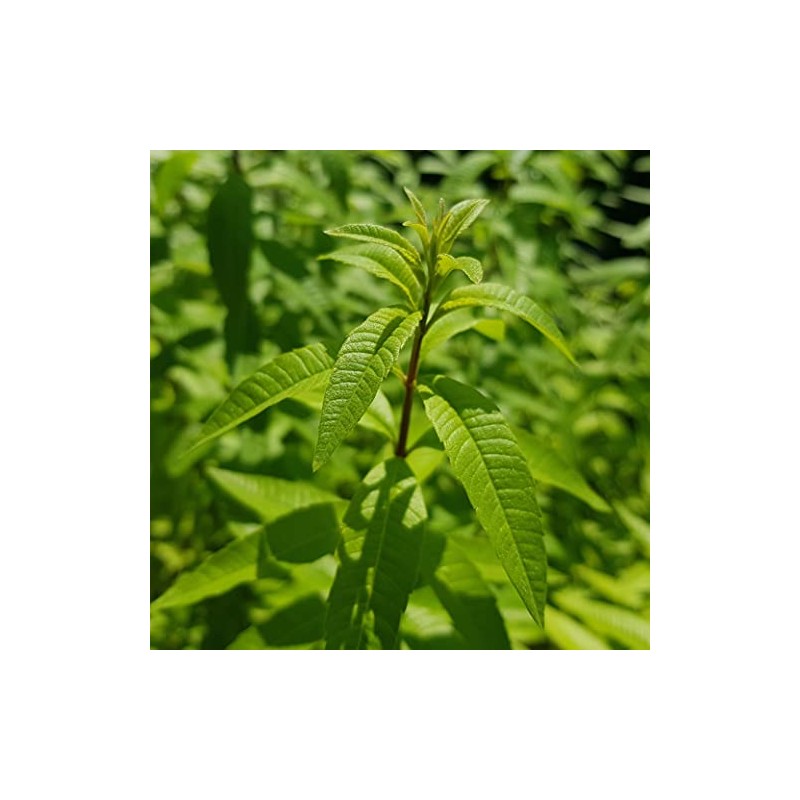 D'HERBES EN EPICES | Organic Verbena Broken 100 g |