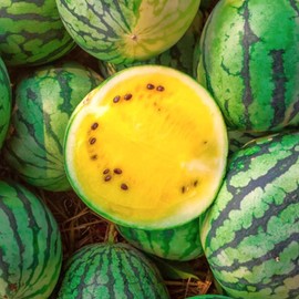 TomorrowSeeds - Yellow Petite Watermelon Seeds - 20+ Count - for 2025 Planting Yellow Flesh Personal Mini Picnic Icebox Dwarf Melon 5-7 Pound Sized Sunny Doll Fruit Grow Your Own Home Farm Patio