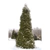 Thuja Plicata 'Green Giant' Arborvitae - 6 Live Quart Size
