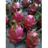 ORGANICO One sweet, Julie, DRAGON FRUIT CUTTING 8- 12 Inches