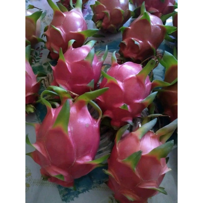 ORGANICO One sweet, Julie, DRAGON FRUIT CUTTING 8- 12 Inches