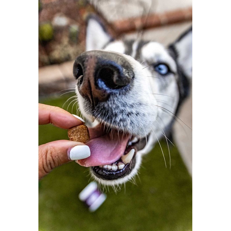 Natural Rapport Dog Bladder Support - The Only Bladder Support