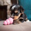 Kong Juguete para Cachorros, extra pequeño (El Color puede Variar)