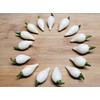 Biquinho White Pepper 10+ Seeds