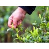 25 Camellia Seeds Camellia sinensis Chinese Green Tea Seeds Tea