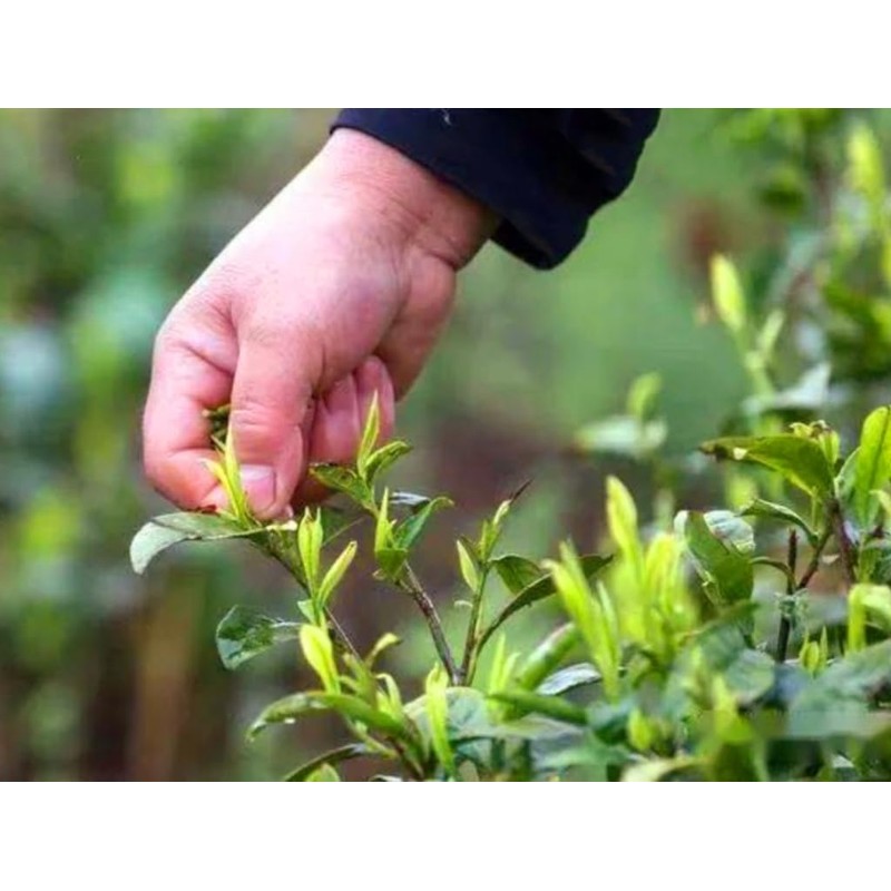 25 Camellia Seeds Camellia sinensis Chinese Green Tea Seeds Tea