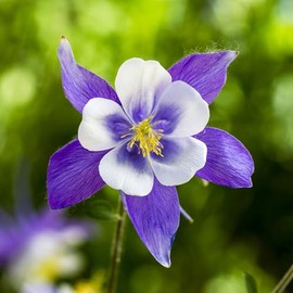 Eden Brothers Blue Columbine Seeds